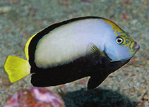 Image of Chaetodontoplus dimidiatus (Velvet angelfish)