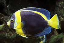 Image of Chaetodontoplus duboulayi (Scribbled angelfish)