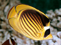 Image of Chaetodon fasciatus (Diagonal butterflyfish)