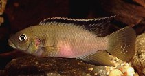 Image of Benitochromis nigrodorsalis 