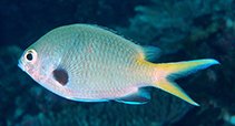 Image of Chromis kennensis 