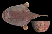 Image of Chaunax nebulosus (Eyespot coffinfish)