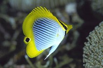 Image of Chaetodon ocellicaudus (Spot-tail butterflyfish)
