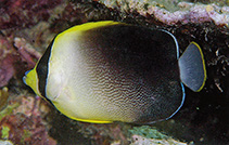 Image of Chaetodontoplus poliourus (Greytail angelfish)