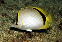 Image of Chaetodon selene (Yellow-dotted butterflyfish)
