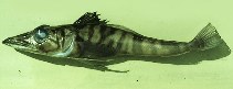 Image of Chaenodraco wilsoni (Spiny icefish)
