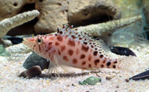 Image of Cirrhitichthys guichenoti (Cave hawkfish)