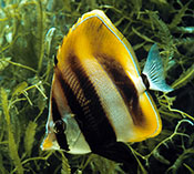 Image of Coradion altivelis (Highfin coralfish)
