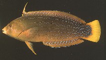 Image of Coris marquesensis 