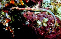 Image of Corythoichthys nigripectus (Black-breasted pipefish)