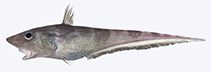Image of Coelorinchus osipullus 