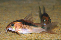 Image of Corydoras zygatus (Black band catfish)