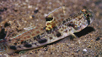 Image of Tomiyamichthys russus (Ocellated shrimpgoby)