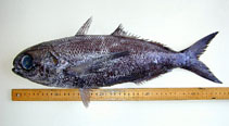 Image of Cubiceps paradoxus (Longfin cigarfish)