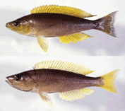 Image of Cyprichromis coloratus 