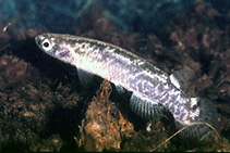 Image of Cynodonichthys godmani 