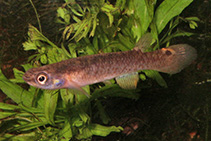 Image of Cynodonichthys rubripunctatus 