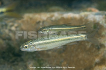 Image of Dionda melanops (Spotted minnow)