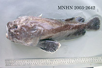 Image of Ebinania macquariensis (Macquarie blobfish)