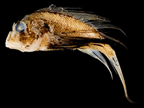 Image of Ebosia vespertina (Western falcate lionfish)