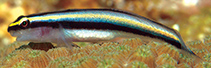 Image of Elacatinus cayman (Cayman cleaner goby)