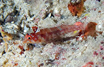 Image of Enneapterygius qirmiz (Crimson triplefin)