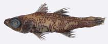 Image of Epigonus carbonarius (Charcoal deepwater cardinalfish)