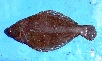 Image of Etropus ectenes (Sole flounder)