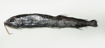 Image of Eupogonesthes xenicus (Exotic snaggletooth)