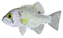 Image of Glaucosoma scapulare (Pearl perch)