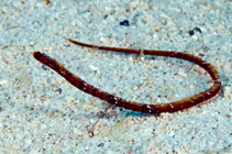 Image of Halicampus spinirostris (Spinysnout pipefish)