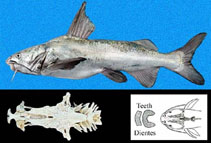 Image of Notarius osculus (Chomba sea catfish)