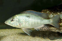 Image of Hemitilapia oxyrhynchus (Giant Haplochromis)