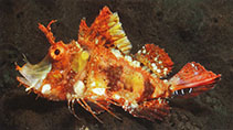 Image of Hipposcorpaena filamentosa (Filamentous scorpionfish)