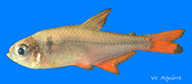 Image of Hyphessobrycon ecuadoriensis 