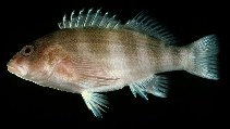 Image of Isocirrhitus sexfasciatus (Sixband hawkfish)