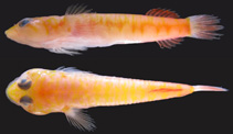 Image of Kopua japonica (Japanese deepwater clingfish)