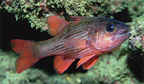 Image of Lepidamia kalosoma (Pinstripe cardinalfish)