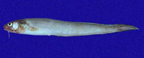 Image of Lepophidium prorates (Prowspine cusk eel)