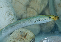 Image of Lampetra zanandreai (Po brook lamprey)