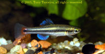Image of Lucania goodei (Bluefin killifish)
