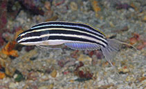 Image of Meiacanthus cyanopterus (Bluefin fangblenny)