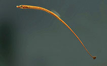 Image of Microphis brachyurus (Short-tailed pipefish)