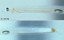 Image of Microdesmus carri (Stippled wormfish)