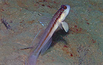 Image of Myersina nigrivirgata (Black-line shrimp-goby)
