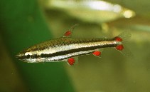 Image of Nannostomus trifasciatus (Threestripe pencilfish)