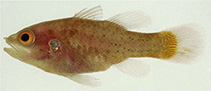 Image of Neamia articycla (Circular cardinalfish)