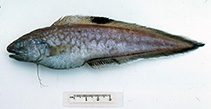Image of Neobythites nigriventris (Blackbelly cusk)