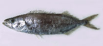 Image of Neoepinnula orientalis (Sackfish)