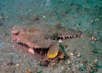 Image of Ogcocephalus radiatus (Polka-dot batfish)